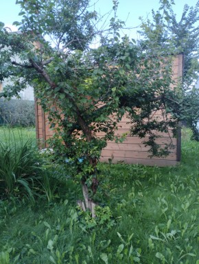 Коллективный сад номер 7, участок 58 в Истре - istra.yutvil.ru - фото 28 Коллективный сад номер 7, участок 58 в Истре - istra.yutvil.ru - фото 28